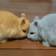 我是牢笼本身