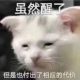 温蒂姐姐情感择业