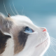 猫猫专注倾听