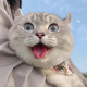 潦草的猫
