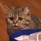 张一
