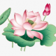 愿生