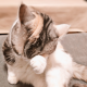 猪八戒悟空倾听解压