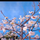 木土瓜