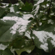 琦博雪