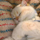 听你说话的大猫猫