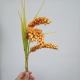 放空豆豆
