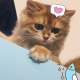 暖暖的猫儿