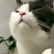 爱吃的毛球