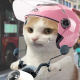 星星火炬