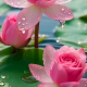 清河薇雨