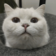 荼靡倾听