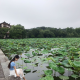 东篱