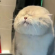 小啊七