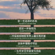 一只喵的离婚陪伴