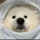 千风同游