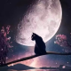 星空聆听者