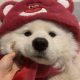 揍梅爱护