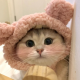 猫猫咪呀～