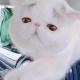 壮壮
