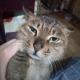 狸花大哥