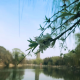 小马儿倾听