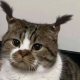 猫猫侠+