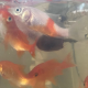 拉布布布