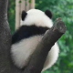 砚知