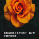 欢喜66