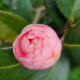宫粉茶花个人成长