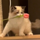 单纯的小猫