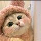 吃了芍药的猫