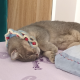 豌豆猫猫