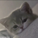 木木?