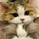 好多咸鱼
