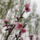 静待花开解析者