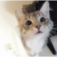 鸢时