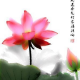 乐芠/倪子