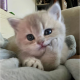 小杨.情感陪伴