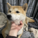 锦鲤秋秋