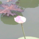 花莫离