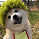 花花花