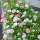 倾听心语，心语所愿