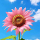 灿烂的向阳花