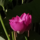 听了又听