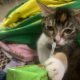 小猫听nǐ说