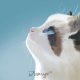 春光灿烂猪八戒