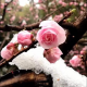 桃花时节三月好