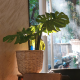特调屋子情绪调节